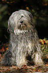 Polish lowland sheepdog