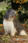 Polish lowland sheepdog