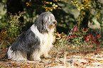 Polish lowland sheepdog