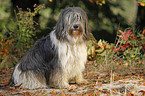 Polish lowland sheepdog