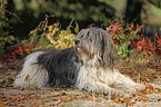 Polish lowland sheepdog