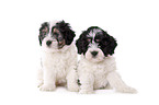 Polish lowland sheepdog puppies