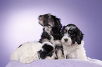 Polish lowland sheepdog puppies