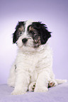 Polish lowland sheepdog puppy