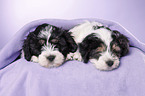 Polish lowland sheepdog puppies