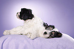 Polish lowland sheepdog puppies