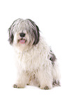 Polish lowland sheepdog