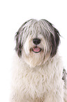 Polish lowland sheepdog