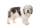 Polish lowland sheepdog