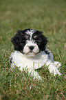 Polish lowland sheepdog puppy