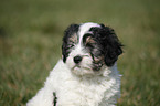 Polish lowland sheepdog puppy