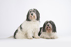 2 Polish Lowland Sheepdogs