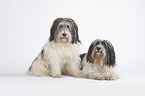 2 Polish Lowland Sheepdogs