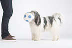 Polish Lowland Sheepdog with ball
