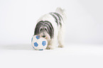 Polish Lowland Sheepdog with ball