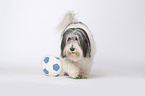 Polish Lowland Sheepdog with ball