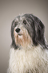 Polish Lowland Sheepdog Portrait