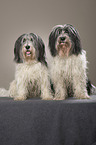 2 Polish Lowland Sheepdogs