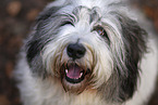 Polish Lowland Sheepdog portrait