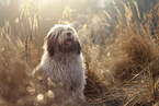 sitting Polish Lowland Sheepdog