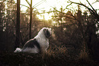 sitting Polish Lowland Sheepdog
