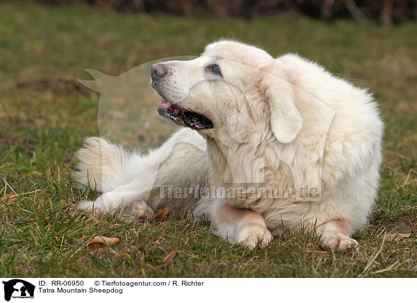 Podhalaner / Tatra Mountain Sheepdog / RR-06950