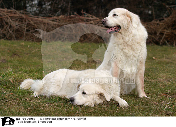 Podhalaner / Tatra Mountain Sheepdog / RR-06953