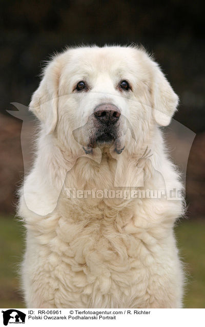 Podhalaner Portrait / Polski Owczarek Podhalanski Portrait / RR-06961