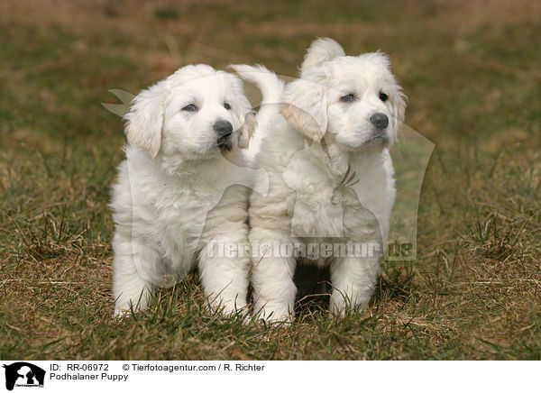 Podhalaner Welpe / Podhalaner Puppy / RR-06972