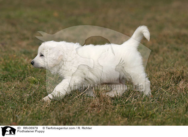 Podhalaner Welpe / Podhalaner Puppy / RR-06979