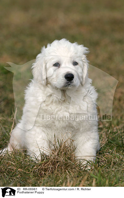 Podhalaner Welpe / Podhalaner Puppy / RR-06981