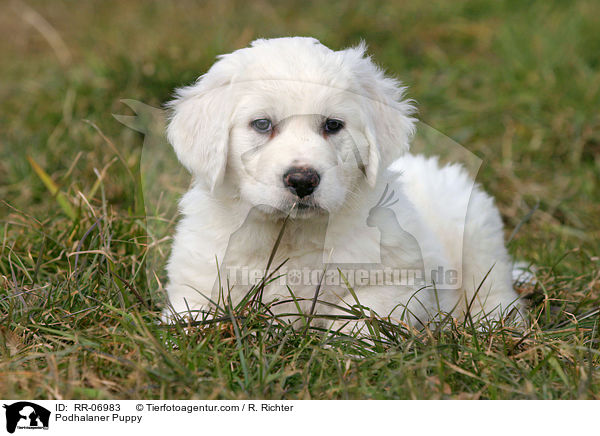 Podhalaner Welpe / Podhalaner Puppy / RR-06983