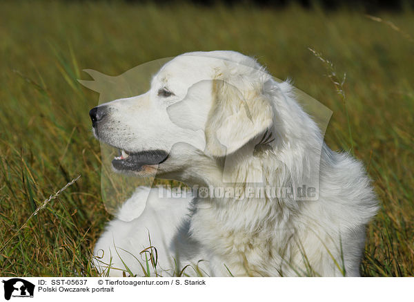 Podhalaner Portrait / Polski Owczarek portrait / SST-05637