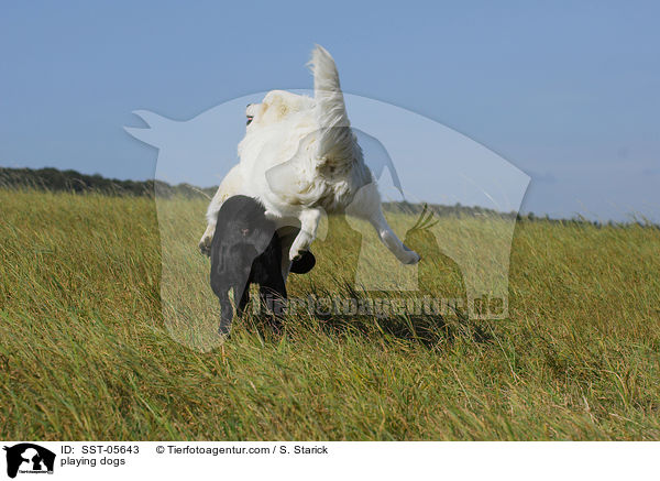 spielende Hunde / playing dogs / SST-05643
