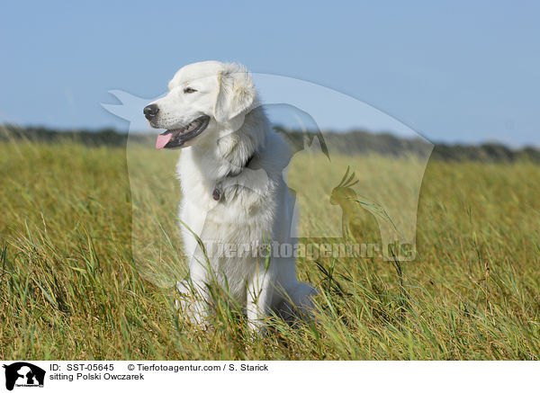 sitzender Podhalaner / sitting Polski Owczarek / SST-05645