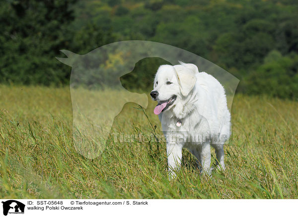 laufender Podhalaner / walking Polski Owczarek / SST-05648