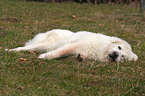 Tatra Mountain Sheepdog