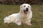 Tatra Mountain Sheepdog