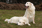 Tatra Mountain Sheepdog