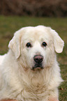 Tatra Mountain Sheepdog Portrait