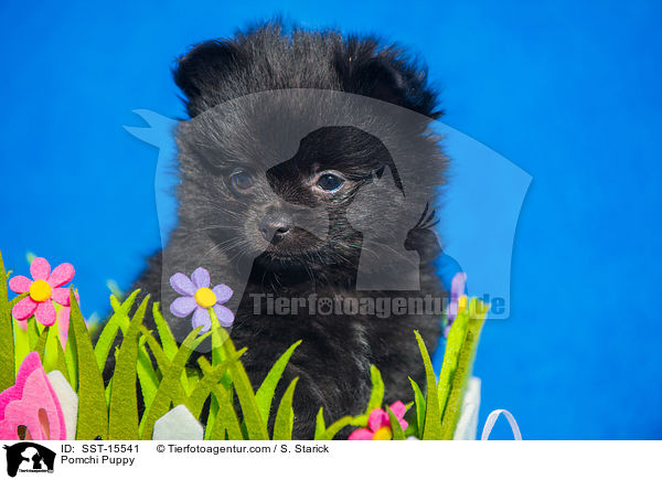 Pomchi Puppy / SST-15541