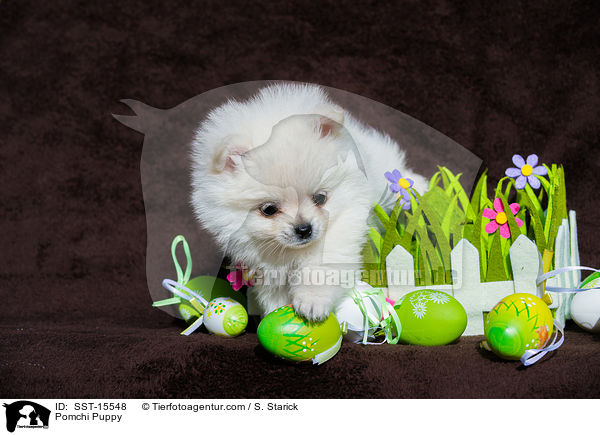 Pomchi Welpe / Pomchi Puppy / SST-15548