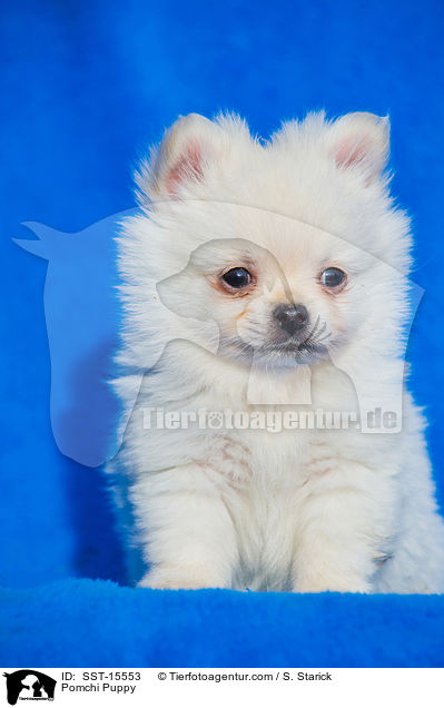 Pomchi Puppy / SST-15553