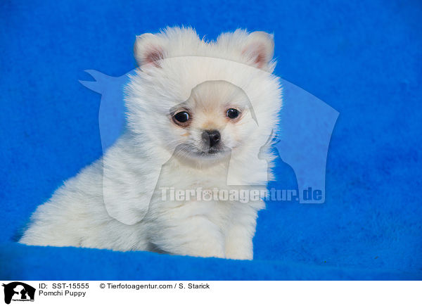 Pomchi Welpe / Pomchi Puppy / SST-15555