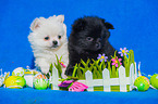 Pomchi Puppies