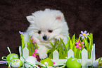 Pomchi Puppy