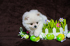 Pomchi Puppy