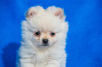 Pomchi Puppy