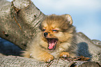 lying Pomchi