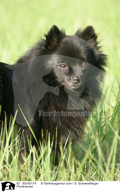 Zwergspitz / Pomeranian / SS-00174